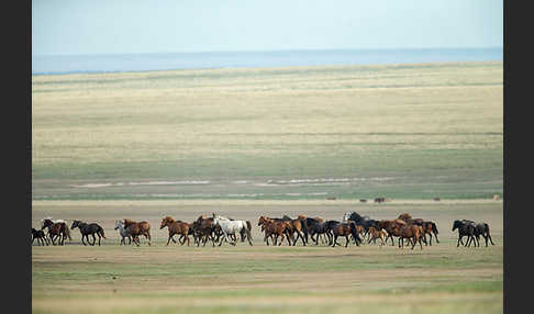 Hauspferd (Equus caballus)