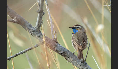 Rotsterniges Blaukehlchen (Luscinia svecica svecica)