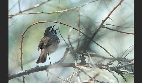 Rotsterniges Blaukehlchen (Luscinia svecica svecica)