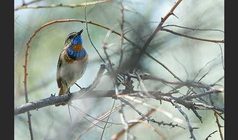 Rotsterniges Blaukehlchen (Luscinia svecica svecica)