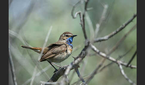 Rotsterniges Blaukehlchen (Luscinia svecica svecica)