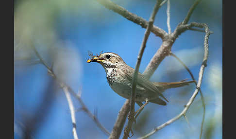 Rotsterniges Blaukehlchen (Luscinia svecica svecica)