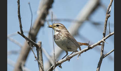 Rotsterniges Blaukehlchen (Luscinia svecica svecica)