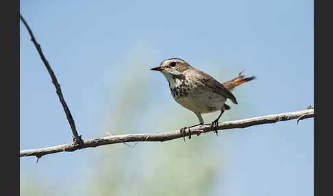 Rotsterniges Blaukehlchen (Luscinia svecica svecica)