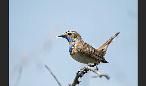 Rotsterniges Blaukehlchen (Luscinia svecica svecica)