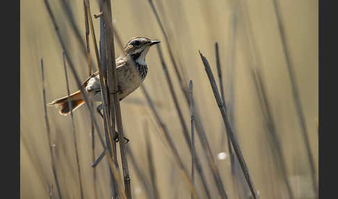 Rotsterniges Blaukehlchen (Luscinia svecica svecica)