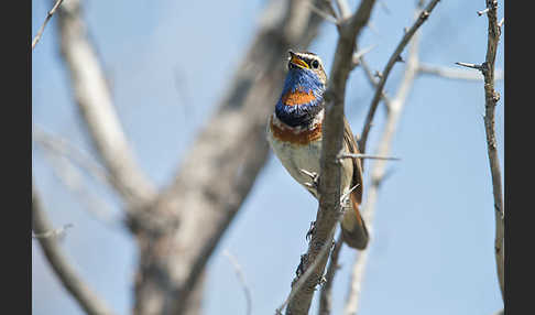 Rotsterniges Blaukehlchen (Luscinia svecica svecica)