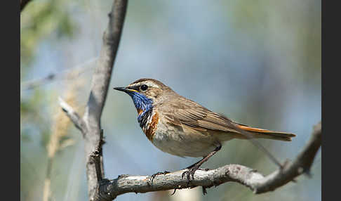 Rotsterniges Blaukehlchen (Luscinia svecica svecica)