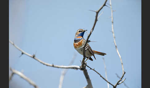 Rotsterniges Blaukehlchen (Luscinia svecica svecica)