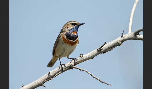 Rotsterniges Blaukehlchen (Luscinia svecica svecica)