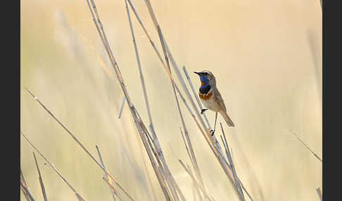 Rotsterniges Blaukehlchen (Luscinia svecica svecica)