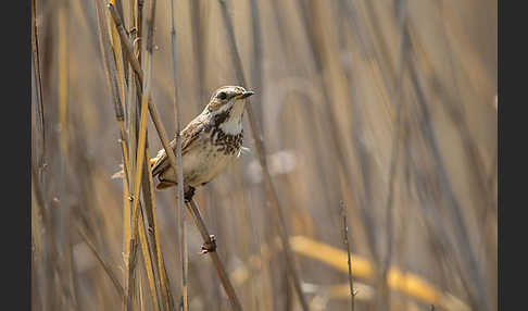 Rotsterniges Blaukehlchen (Luscinia svecica svecica)