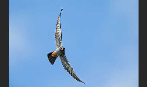 Rotfußfalke (Falco vespertinus)