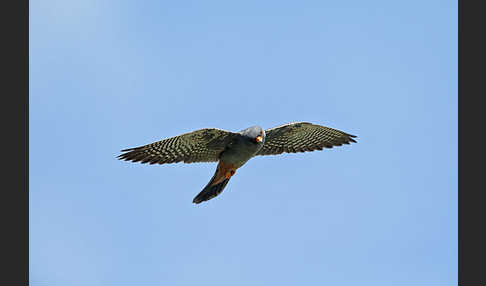 Rotfußfalke (Falco vespertinus)