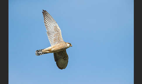 Rotfußfalke (Falco vespertinus)