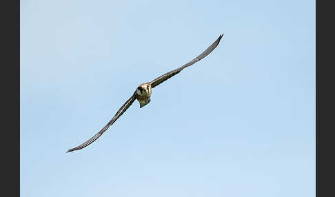 Rotfußfalke (Falco vespertinus)