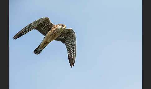 Rotfußfalke (Falco vespertinus)