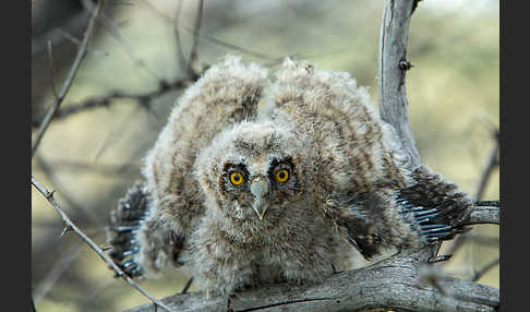 Waldohreule (Asio otus)