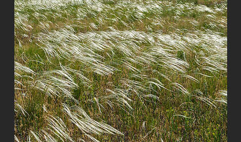 Federgras (Stipa spec.)