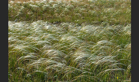 Federgras (Stipa spec.)