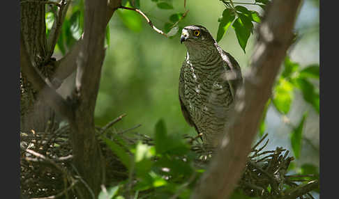 Sperber (Accipiter nisus)