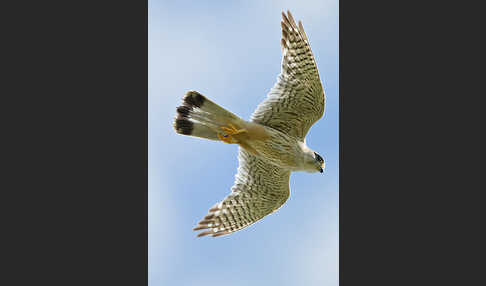 Merlin (Falco columbarius)