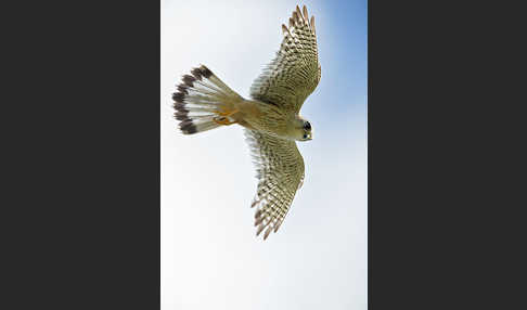 Merlin (Falco columbarius)