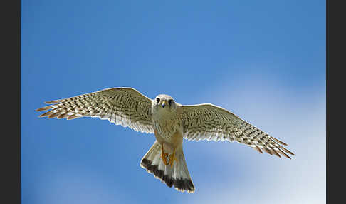 Merlin (Falco columbarius)