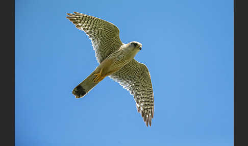 Merlin (Falco columbarius)