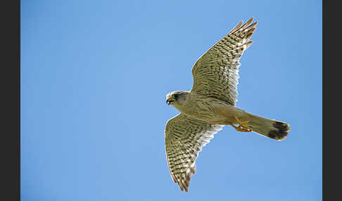 Merlin (Falco columbarius)