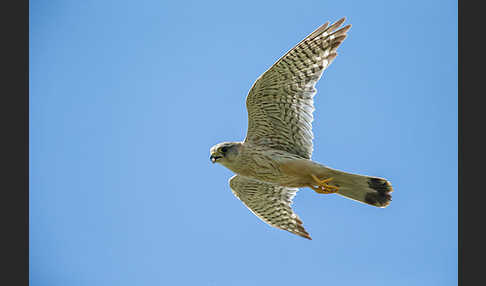 Merlin (Falco columbarius)