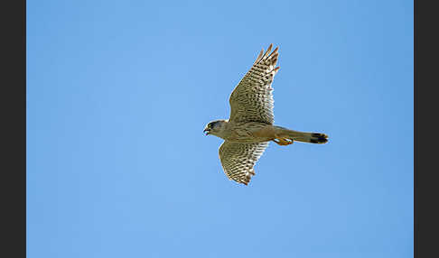 Merlin (Falco columbarius)