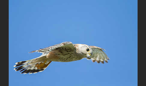 Merlin (Falco columbarius)