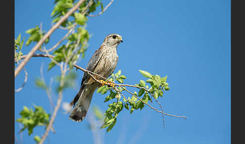 Merlin (Falco columbarius)