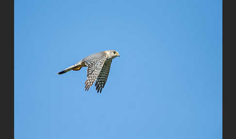 Merlin (Falco columbarius)