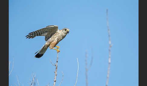 Merlin (Falco columbarius)