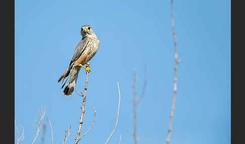 Merlin (Falco columbarius)