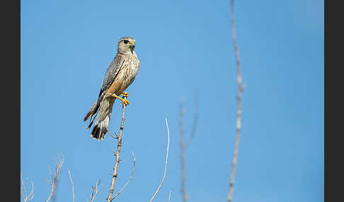 Merlin (Falco columbarius)