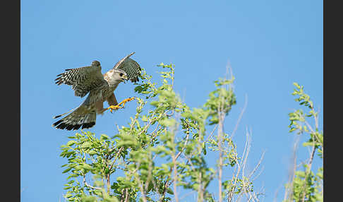 Merlin (Falco columbarius)