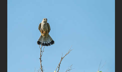 Merlin (Falco columbarius)