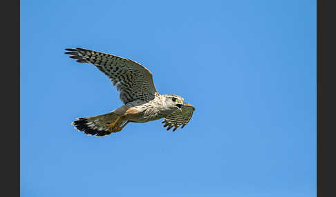 Merlin (Falco columbarius)