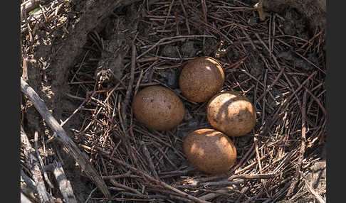 Merlin (Falco columbarius)