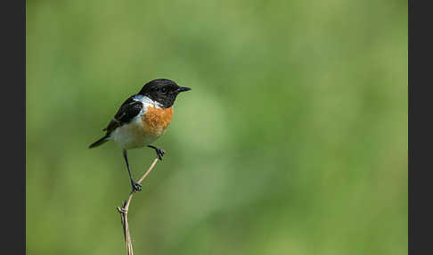 Schwarzkehlchen (Saxicola torquata)