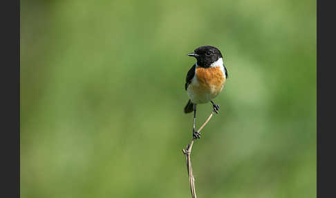 Schwarzkehlchen (Saxicola torquata)