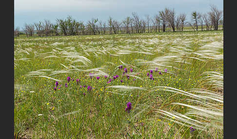 Federgras (Stipa spec.)