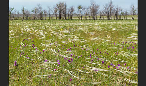 Federgras (Stipa spec.)