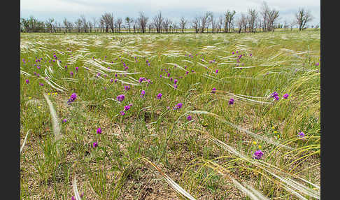 Federgras (Stipa spec.)