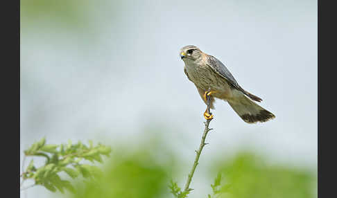 Merlin (Falco columbarius)