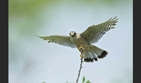 Merlin (Falco columbarius)