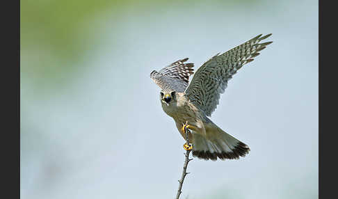 Merlin (Falco columbarius)